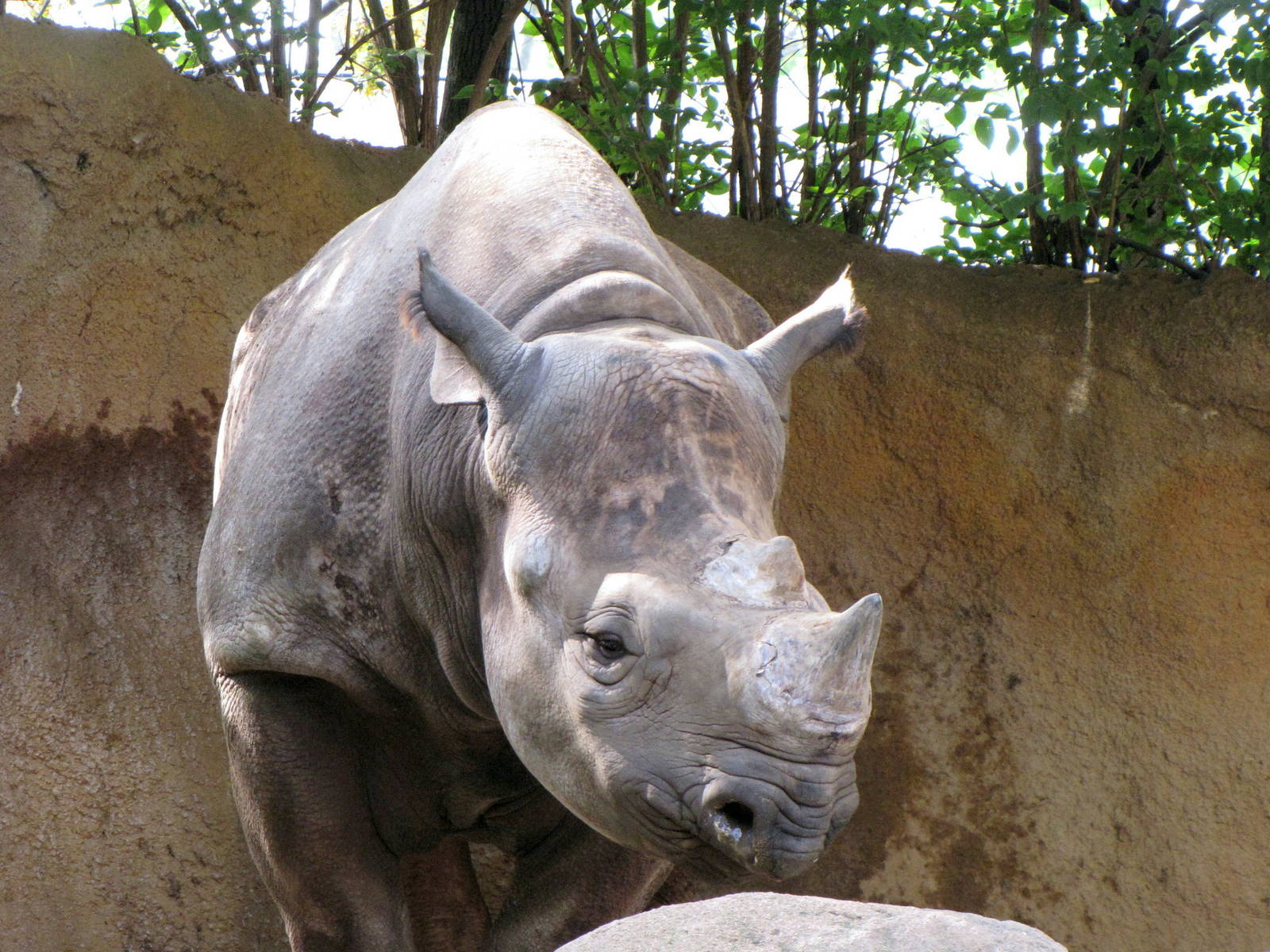 Black Rhinoceros
