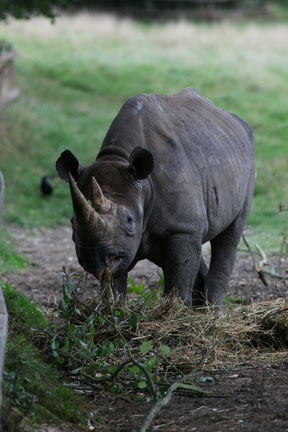 black rhinoceros