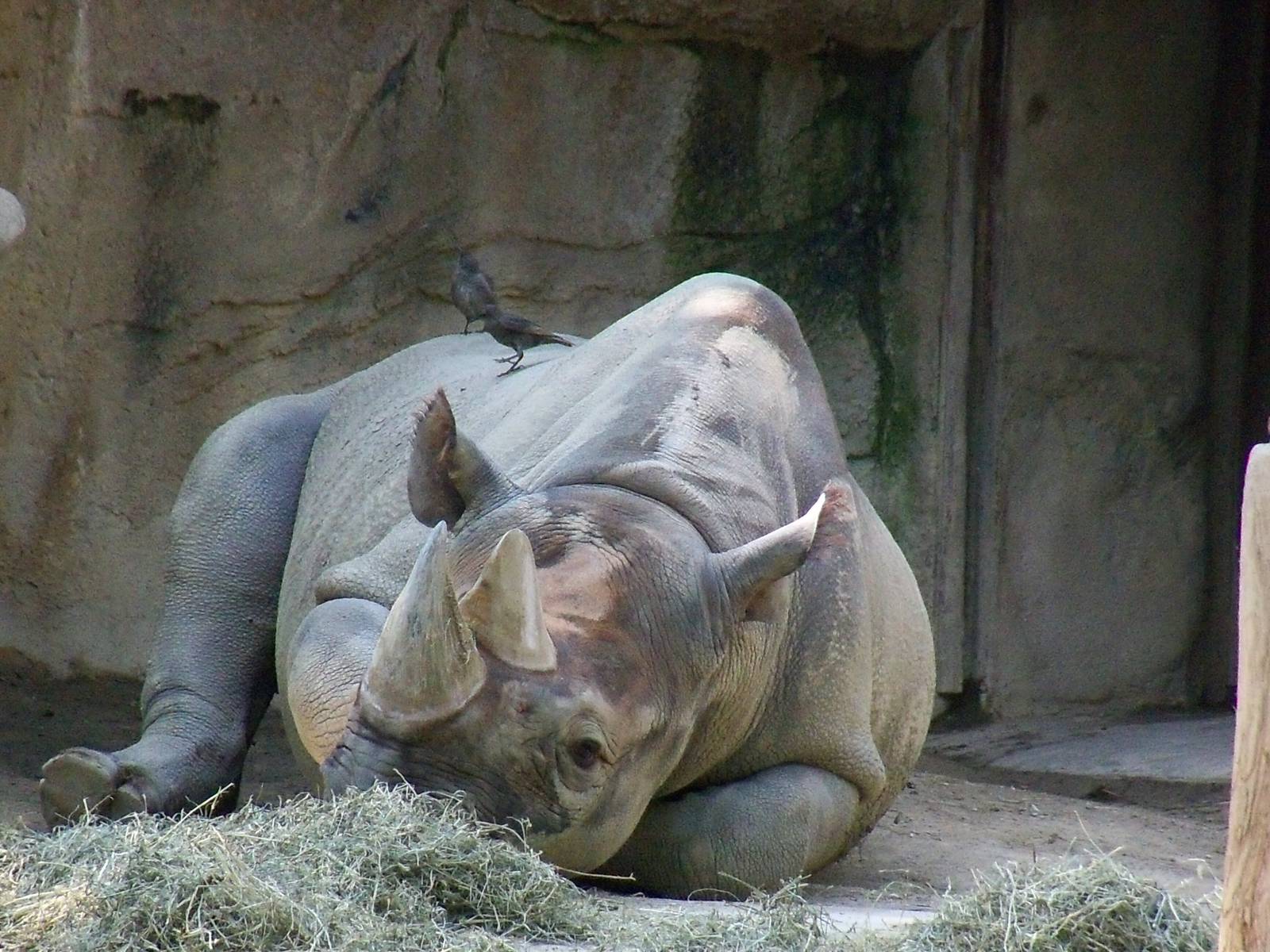 Black Rhinoceros