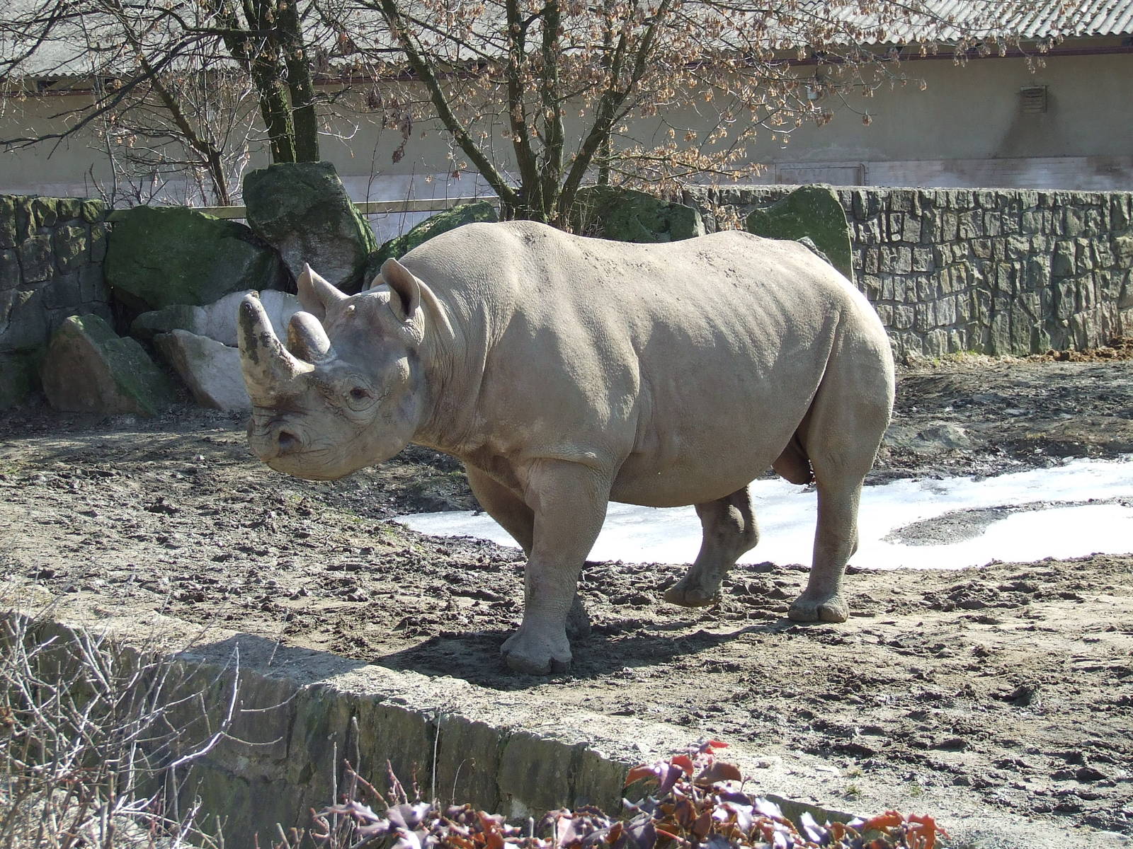Black Rhinoceros