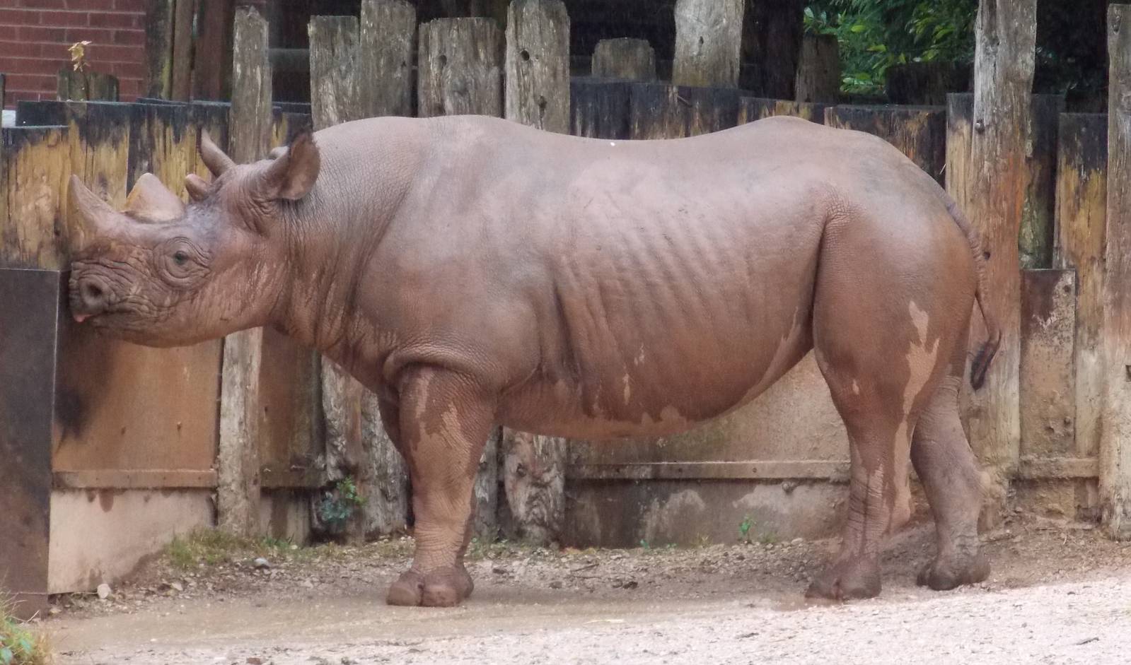 Black Rhinoceros