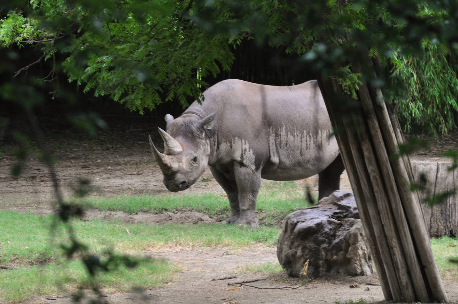 Black Rhinoceros