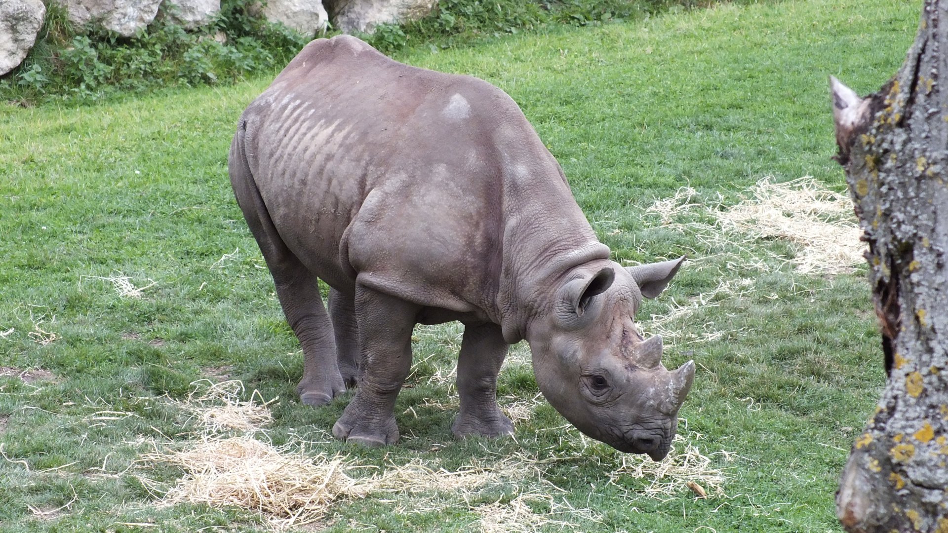 Black Rhinoceros