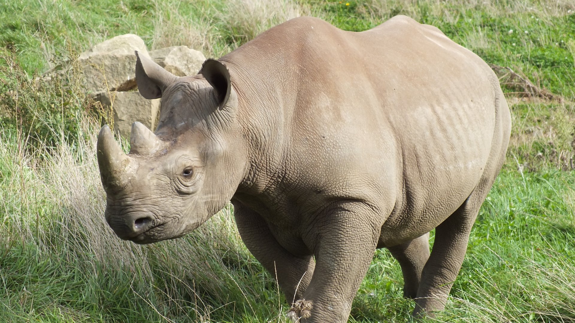 Black Rhinoceros