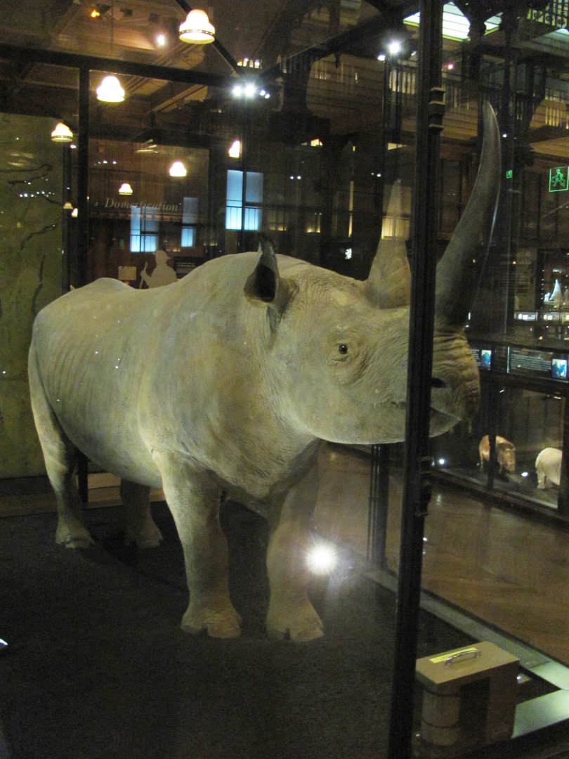 Black Rhinoceros