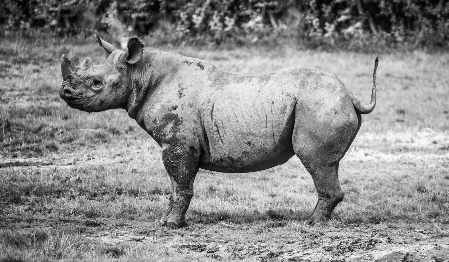 Black Rhinoceros