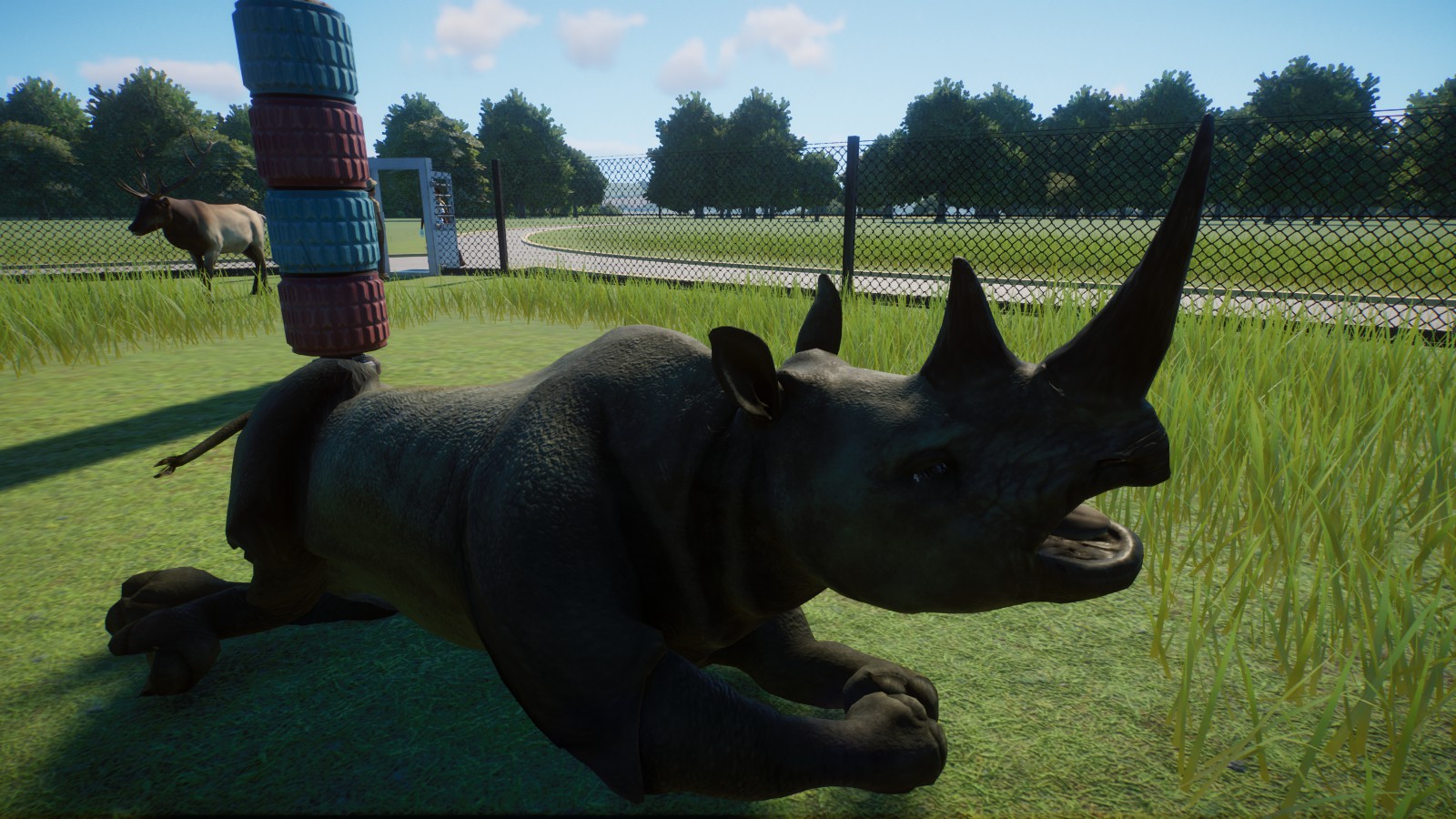 Black Rhinoceros