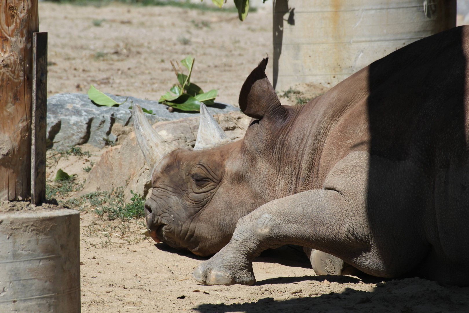 Black Rhinoceros
