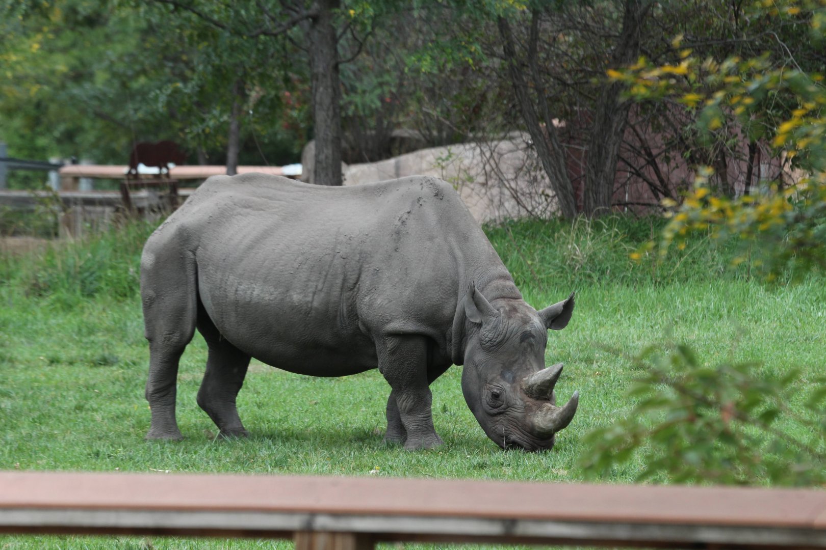 Black Rhinoceros