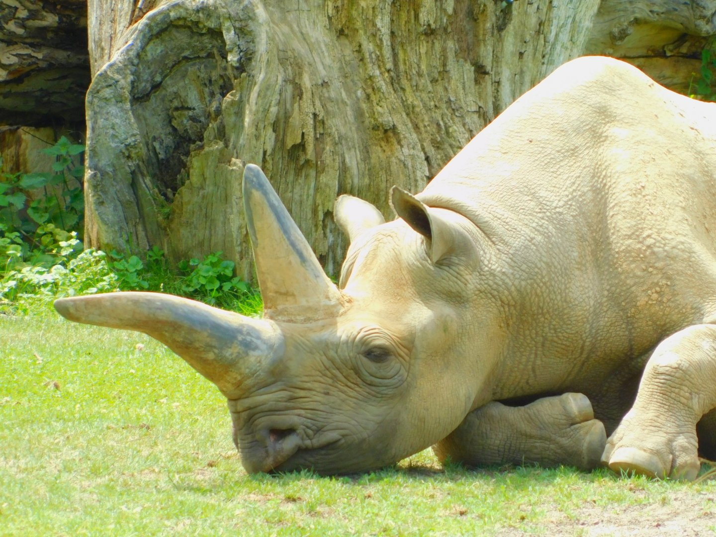 Black rhinoceros