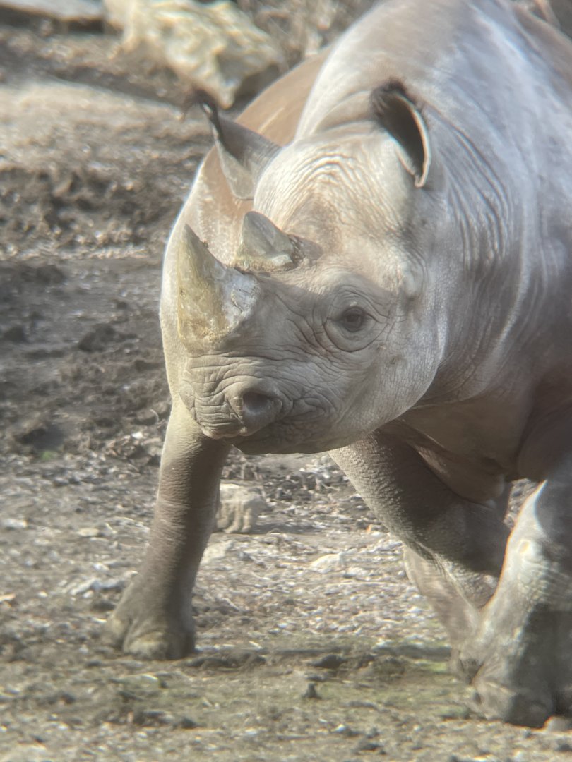 Black Rhinoceros