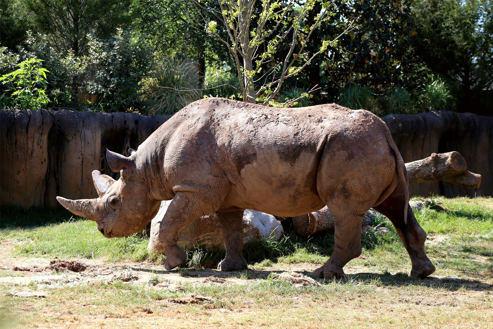 Black Rhinoceros