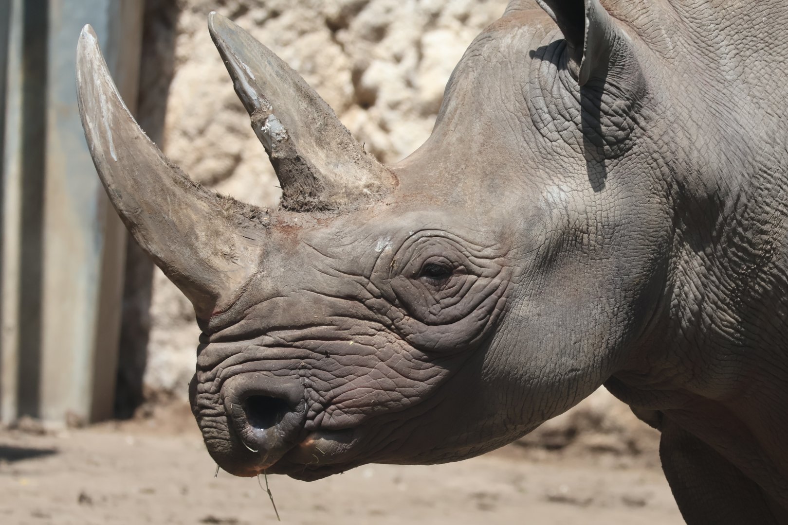 Black Rhinoceros