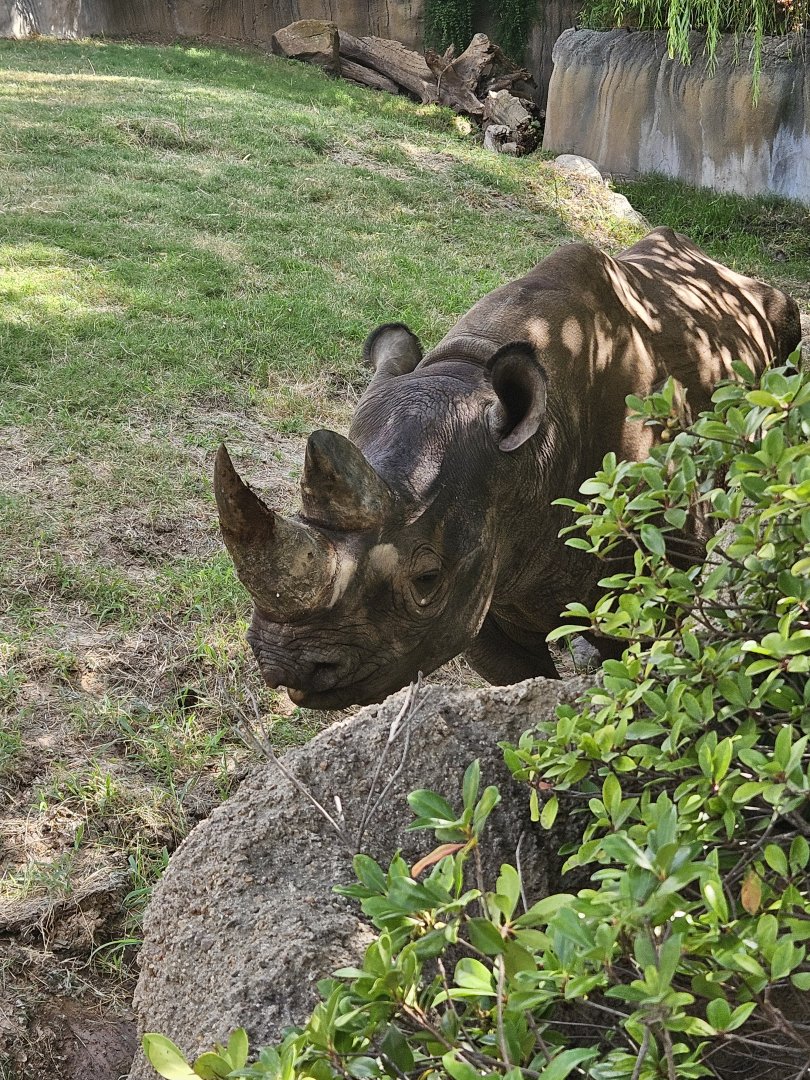 Black Rhinoceros