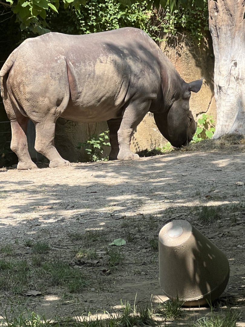 Black Rhinoceros
