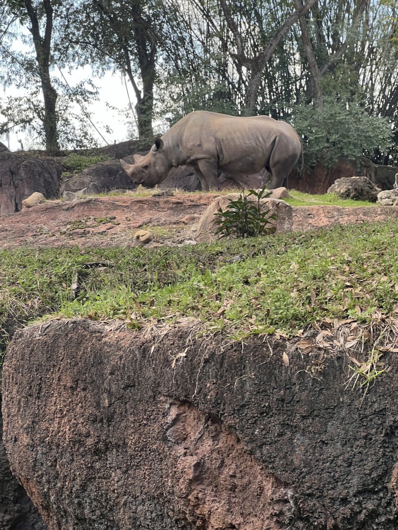 Black Rhinoceros
