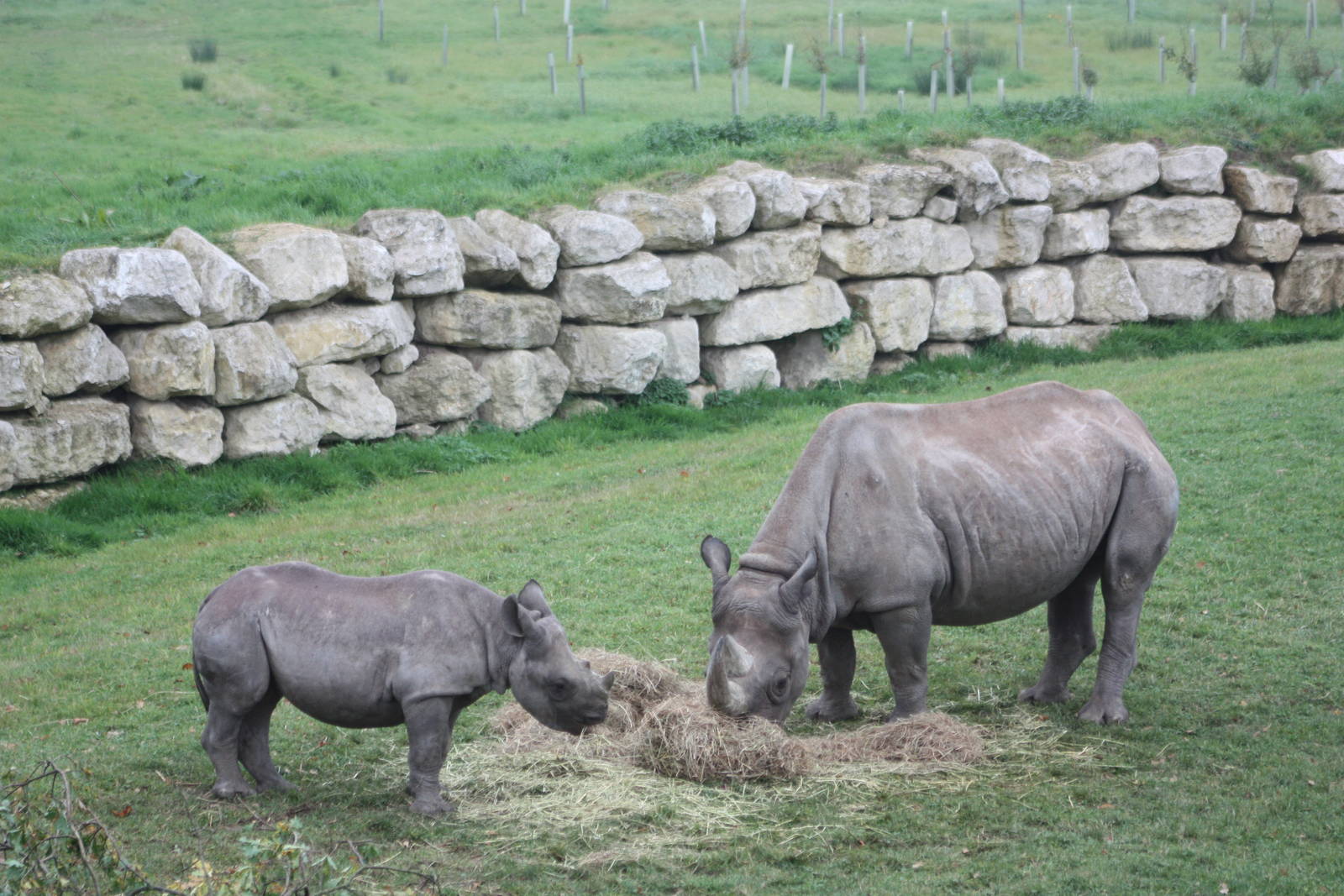 Black Rhinoceroses, 27th October 2015