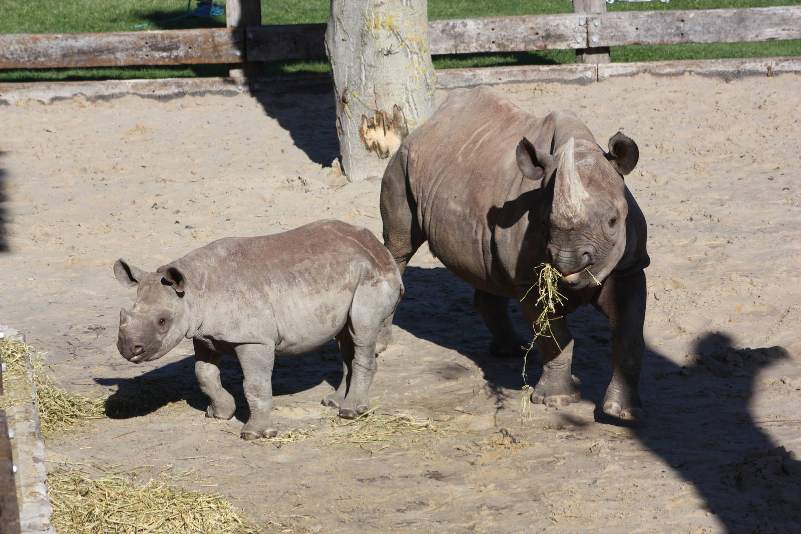 Black Rhinoceroses, 8th October 2015