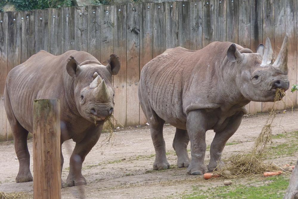 Black Rhinos 1 February 2012