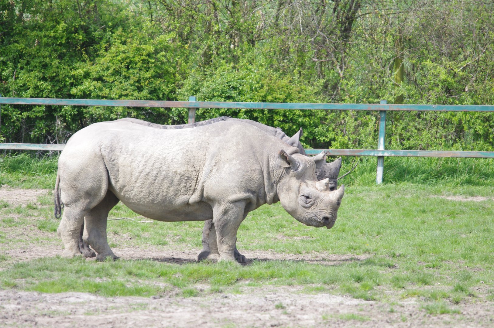 Black Rhinos- 12/4/2024