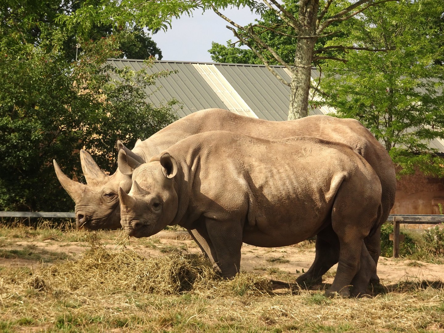 Black Rhinos 16 August 2025