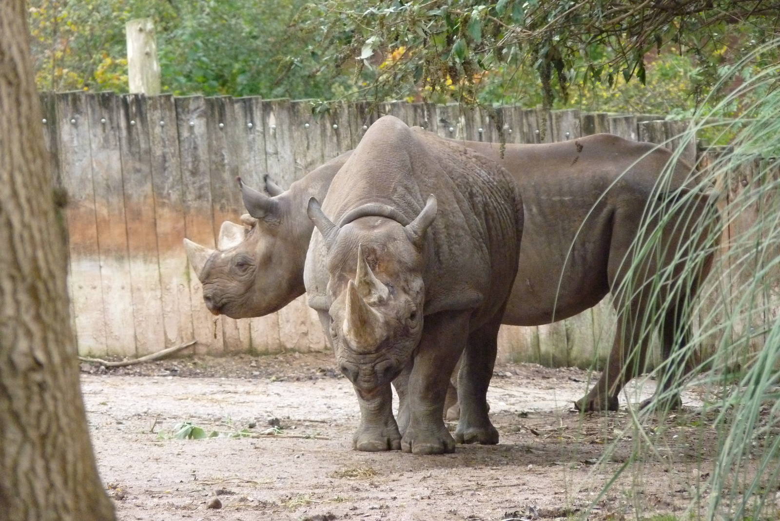 Black Rhinos, 19 November 2014