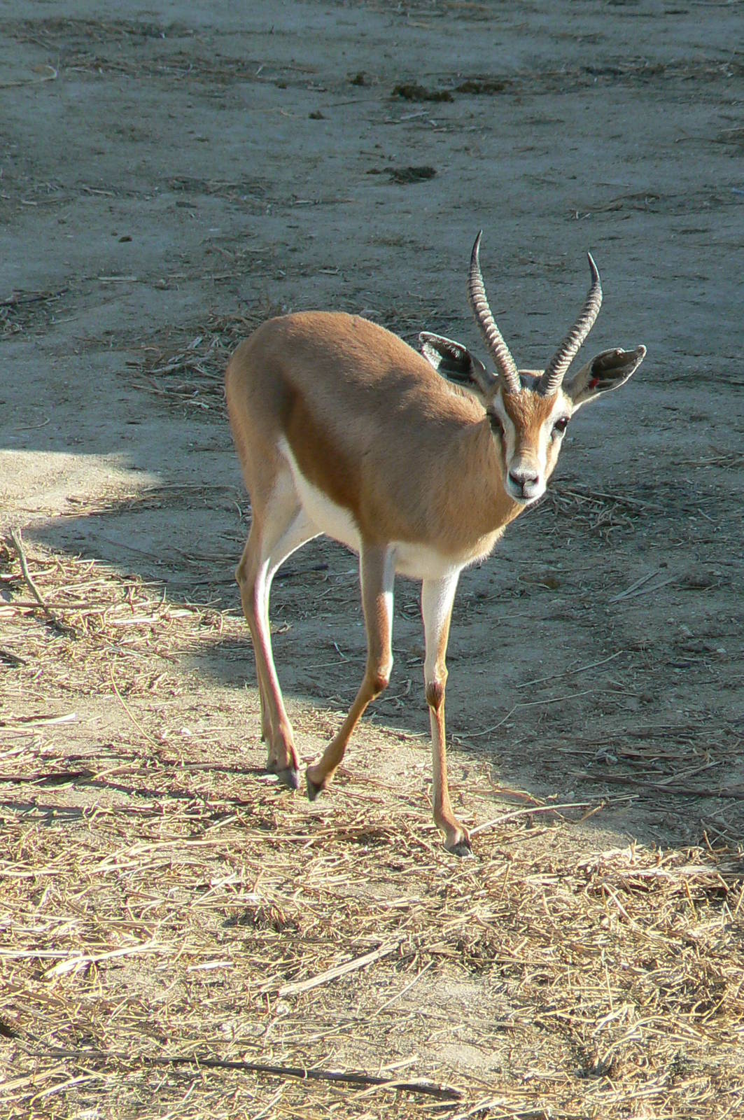 Black rhinos canyon - Dorcas gazelle