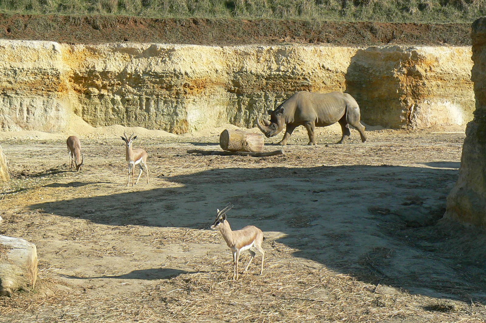 Black rhinos canyon - Dorcas gazelles and eastern black rhino