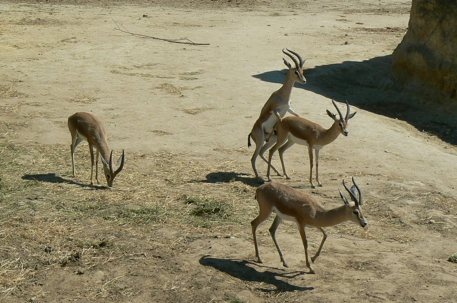 Black rhinos canyon - Dorcas gazelles