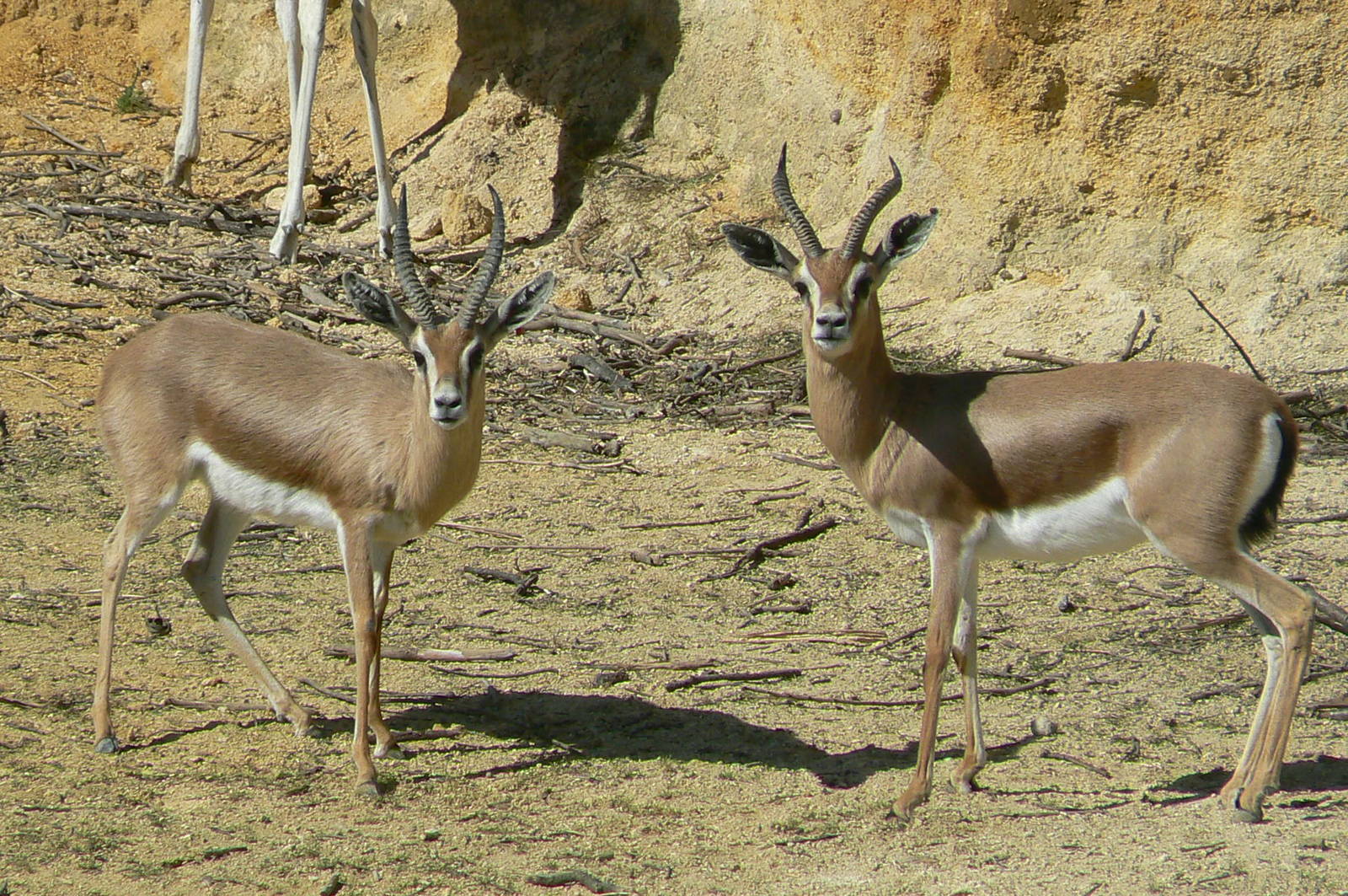Black rhinos canyon - Dorcas gazelles