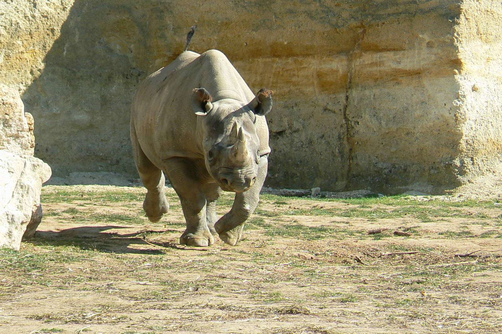 Black rhinos canyon - Eastern black rhino charging