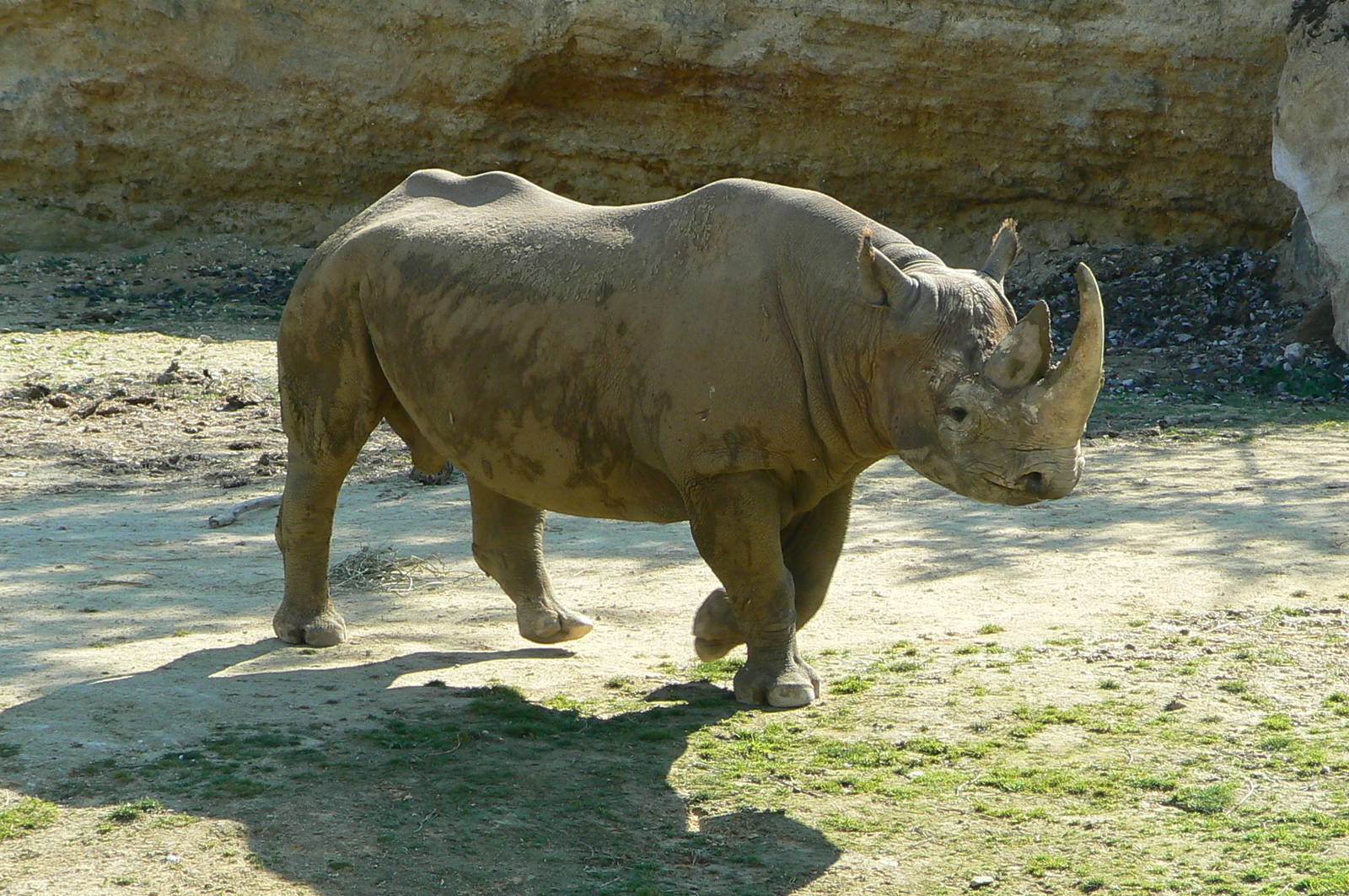 Black rhinos canyon - Eastern black rhino