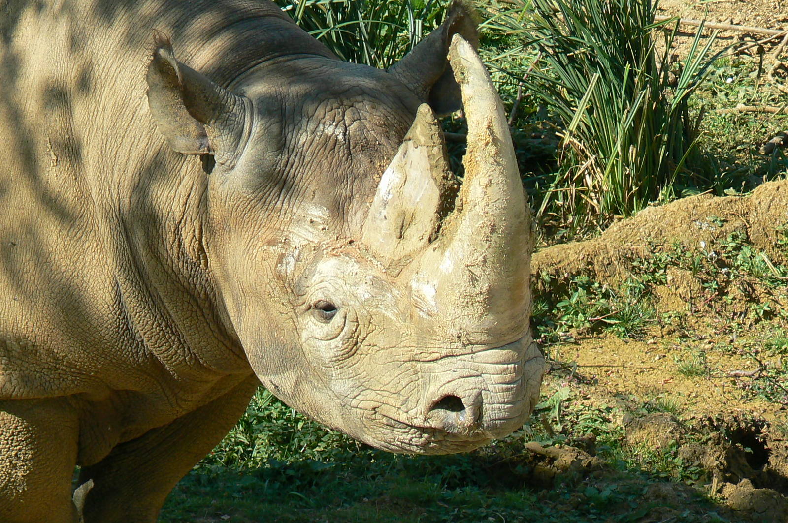 Black rhinos canyon - Eastern black rhino