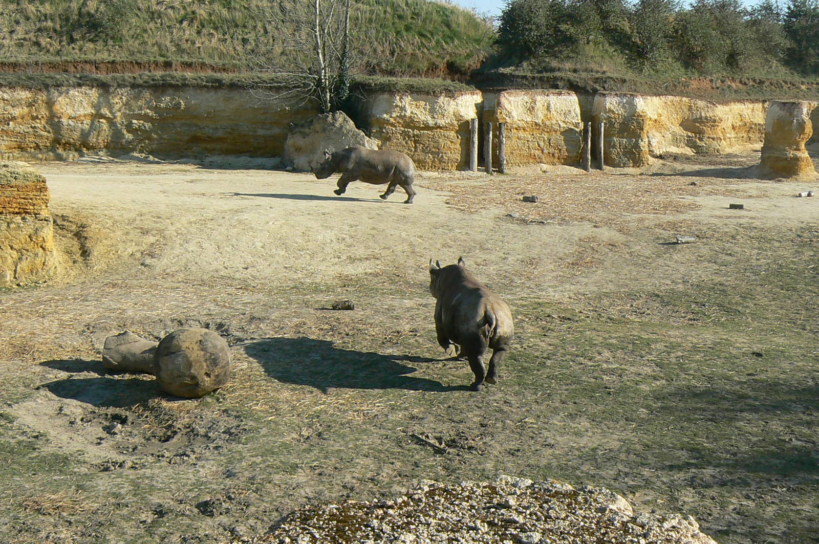 Black rhinos canyon - Eastern black rhinos playing