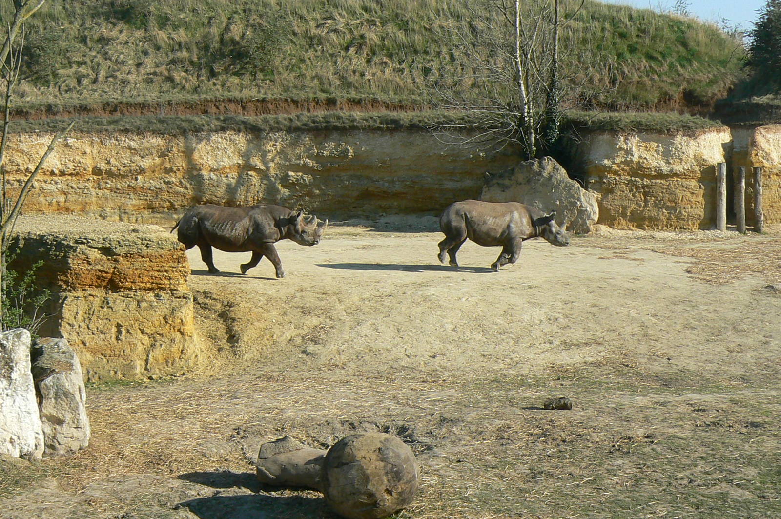 Black rhinos canyon - Eastern black rhinos playing