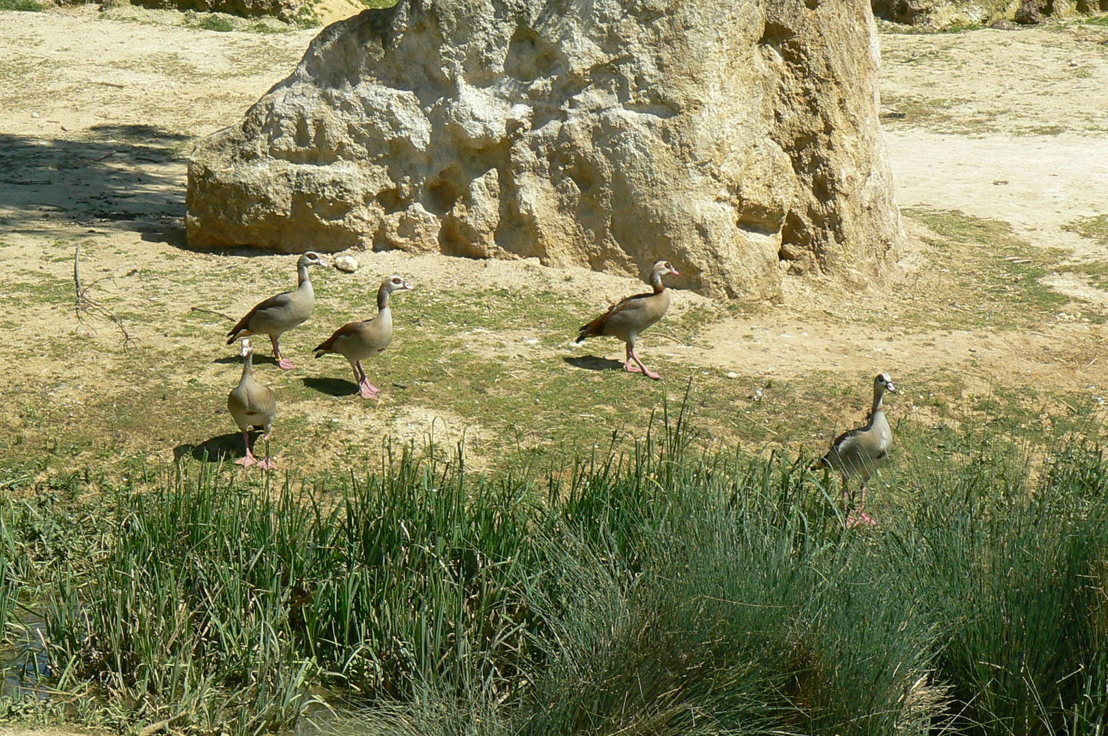 Black rhinos canyon - Egyptian gooses