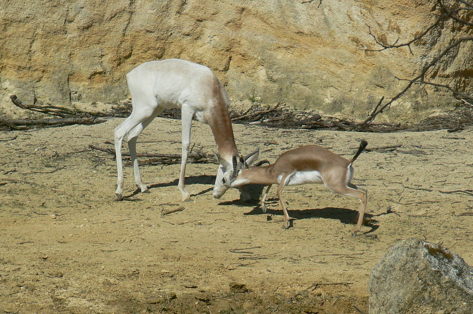 Black rhinos canyon -Gazelles fighting