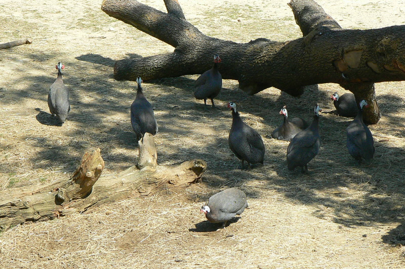 Black rhinos canyon - Helmeted guineafowls