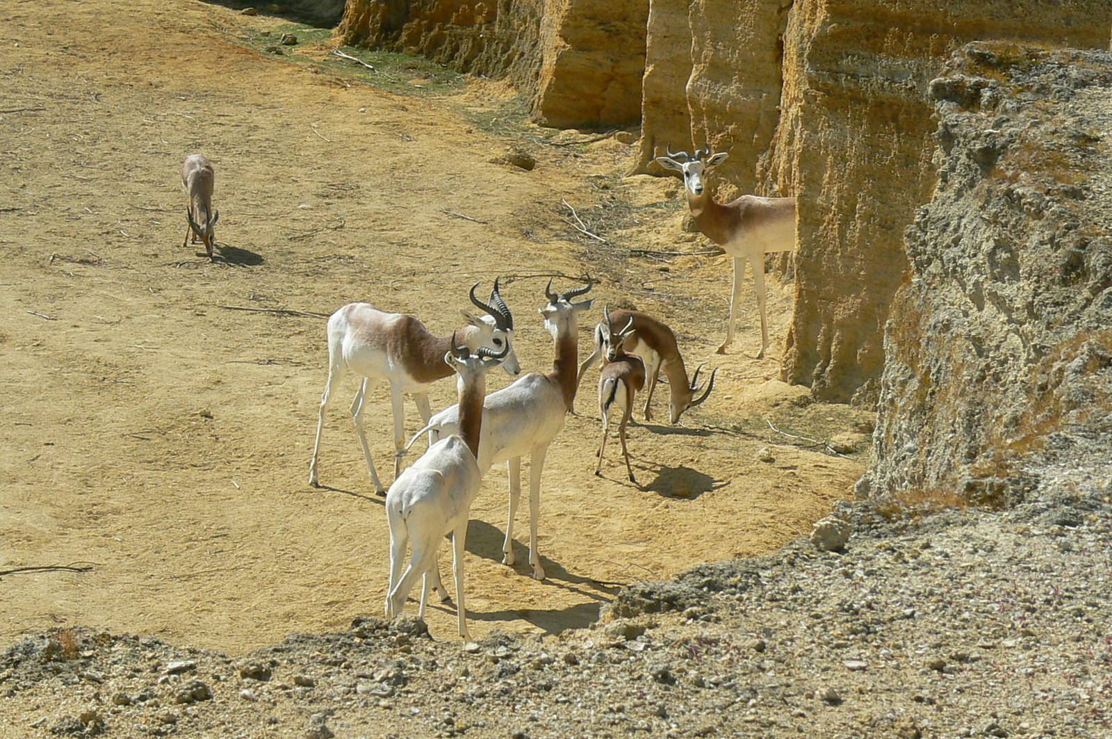 Black rhinos canyon - Red-necked and dorcas gazelles