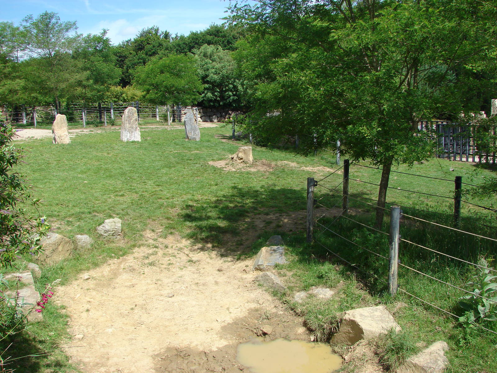 Black rhinos exhibit