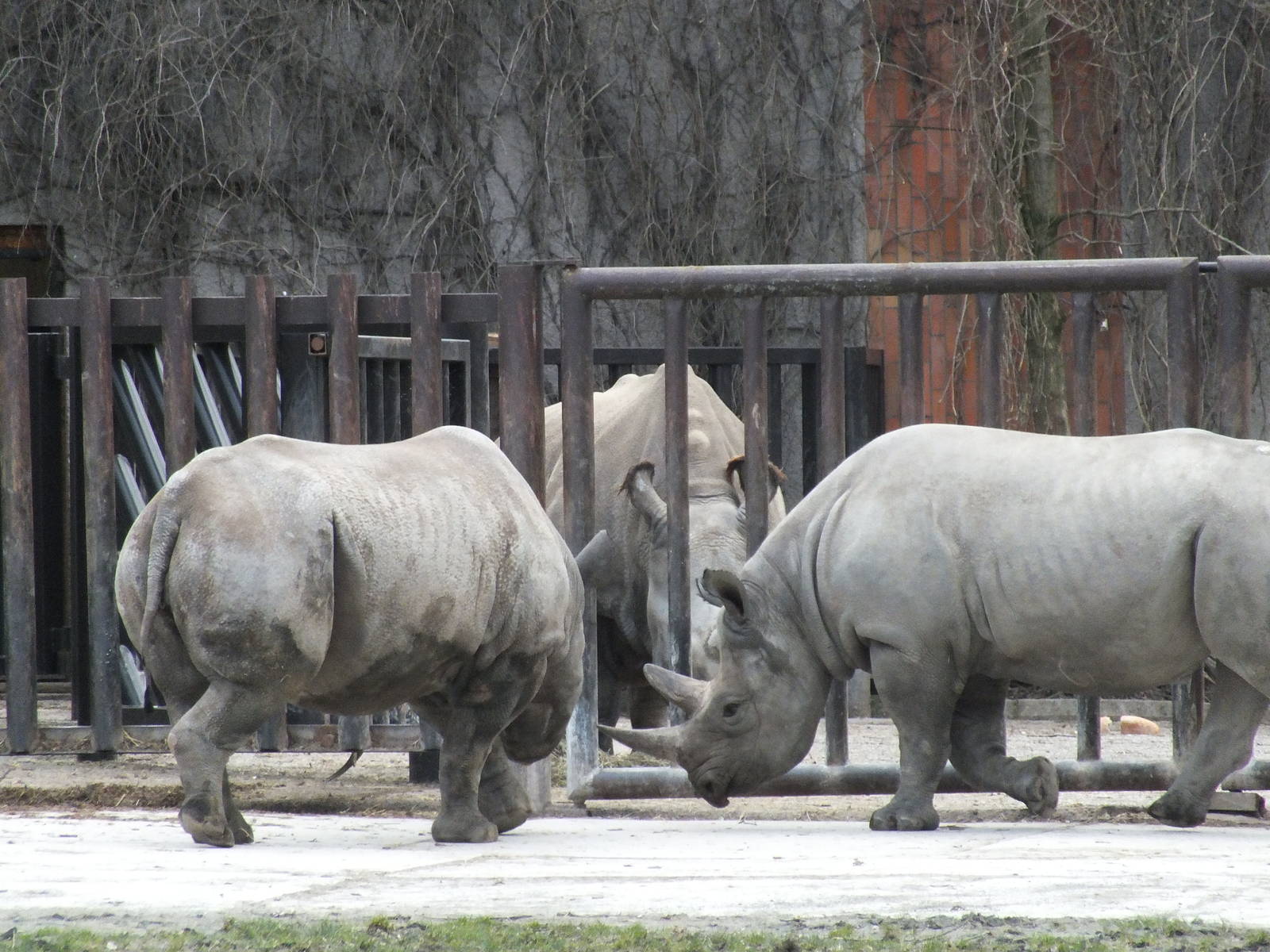 Black Rhinos in front and Northern White Rhino Behind