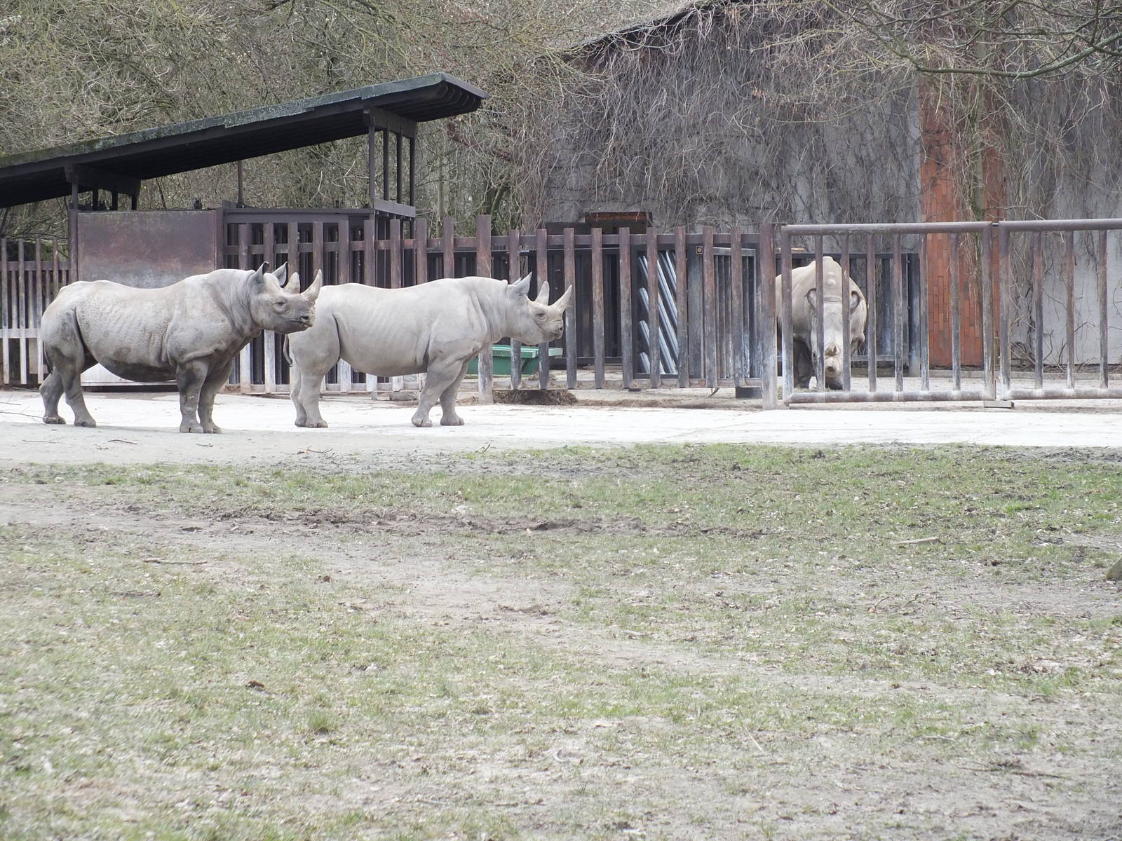 Black Rhinos in front and Northern White Rhino Behind