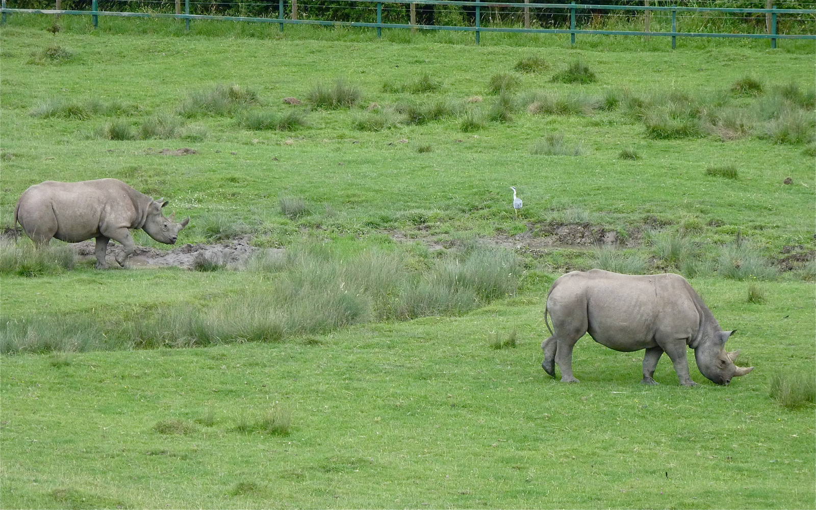 Black Rhinos in the African Experience