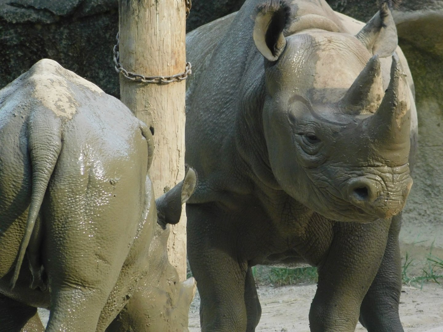Black Rhinos (Kendi and Seyia)