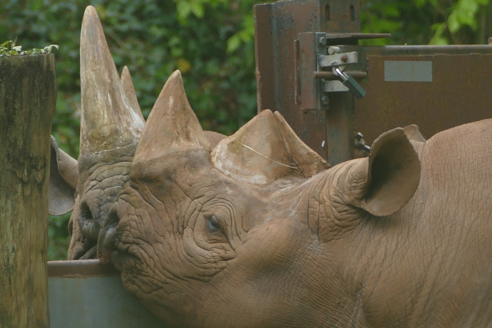 Black rhinos, May 2019