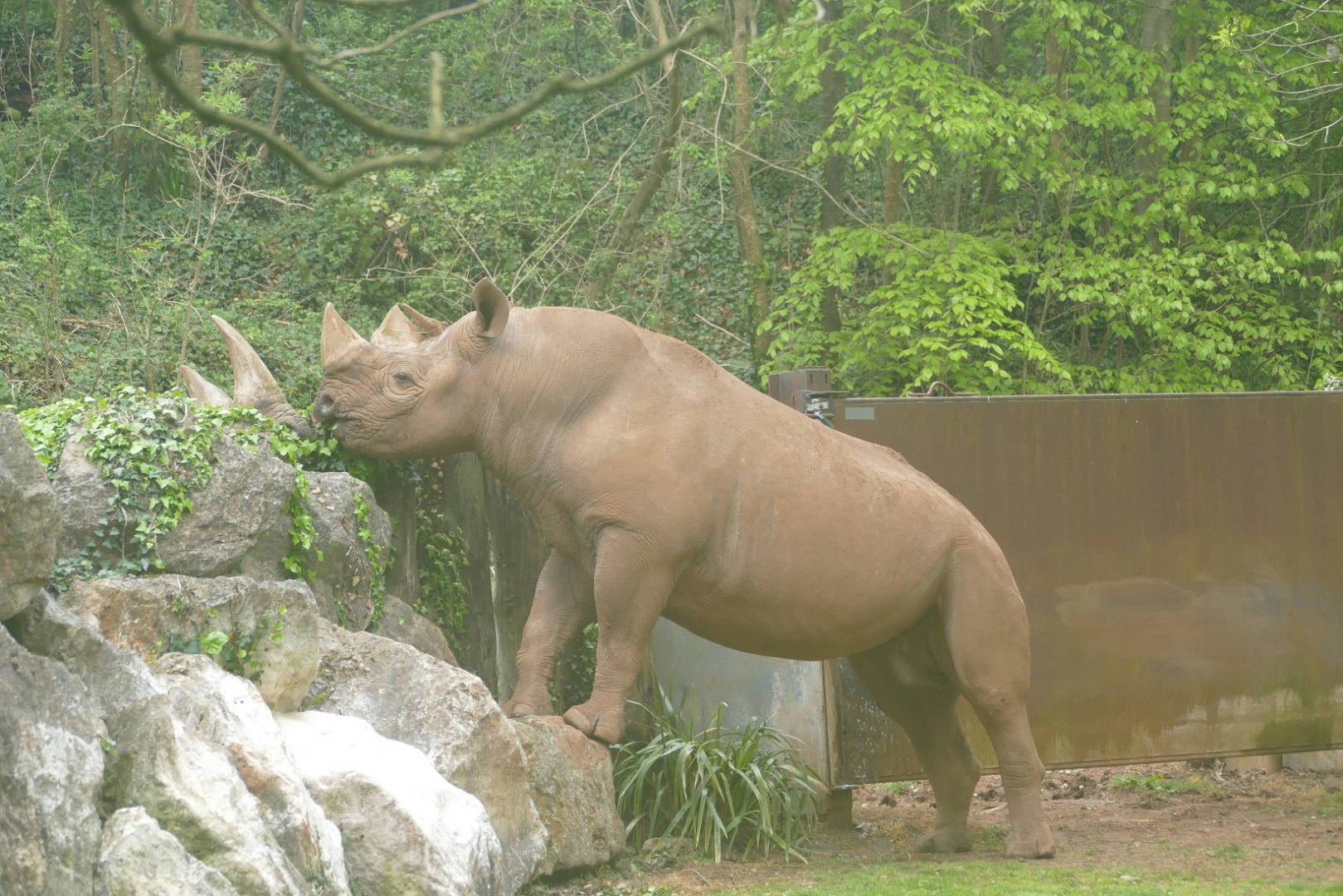 Black rhinos, May 2019