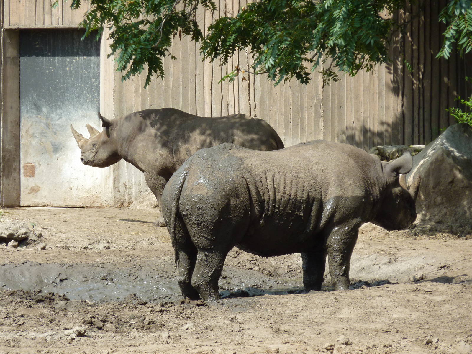 Black Rhinos