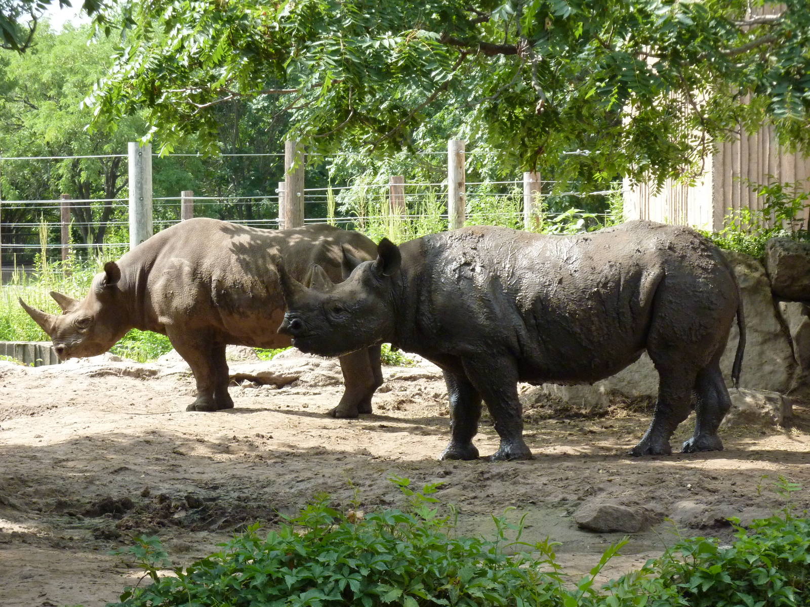 Black Rhinos