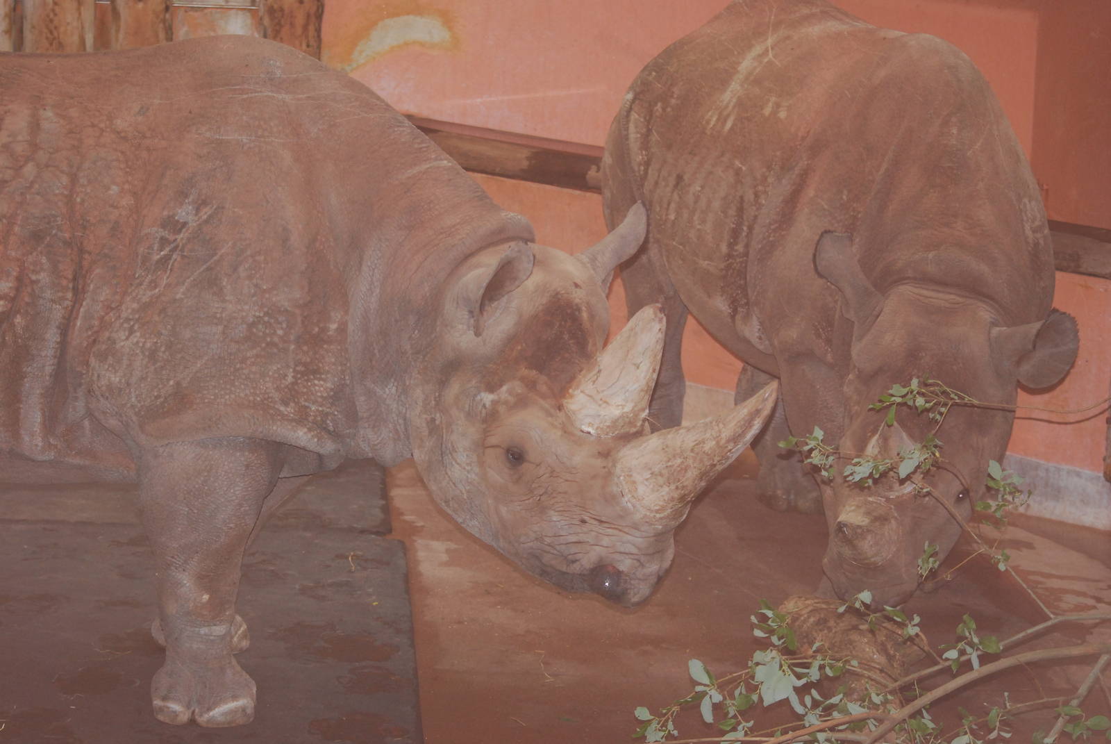 Black rhinos