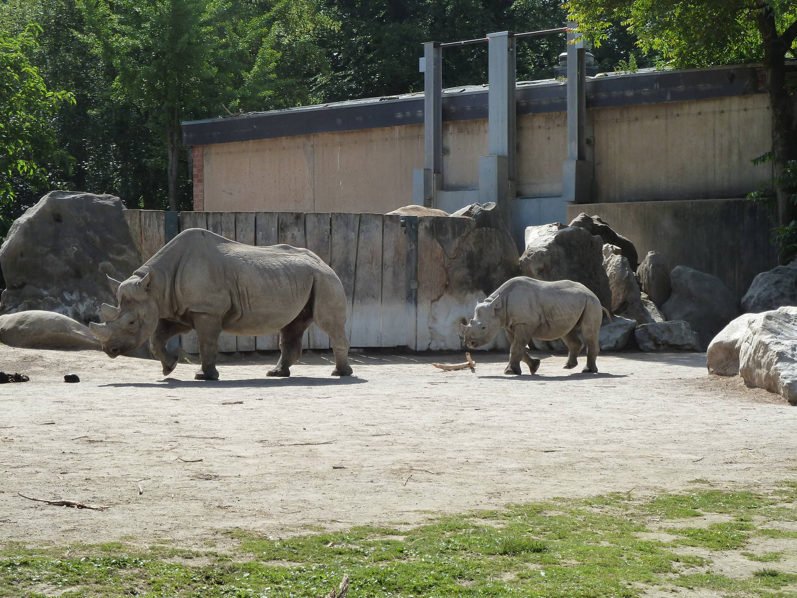 Black rhino's
